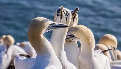 天博体育登录入口-19日NBA季前赛战报：湖人全胜收官 KD助篮网胜绿军