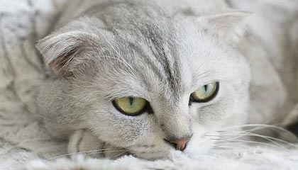 天博体育登录入口-19日NBA季前赛战报：湖人全胜收官 KD助篮网胜绿军