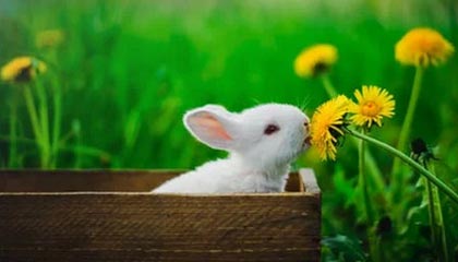 天博体育app下载-破产成功，凯泽斯劳滕“复活”了！但复兴路漫漫……